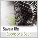 Save a life, sponsor a bear