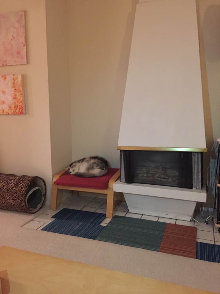 Nika on her kitty throne