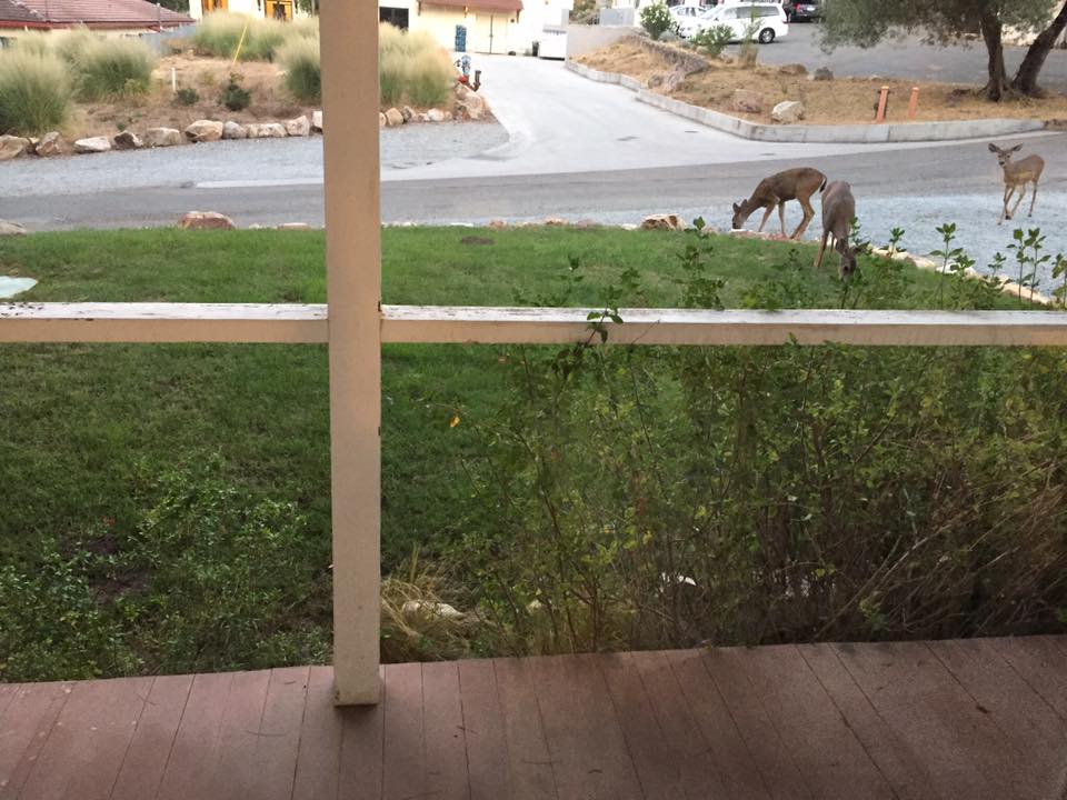 Deer outside the window of our Incubator at Create & Incubate Retreat 2017!
